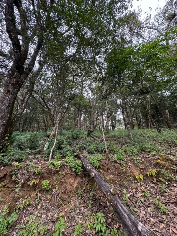 Terreno en Venta - Tronco 10 El Encinal, zona 7 Mixco — foto 4 de 6