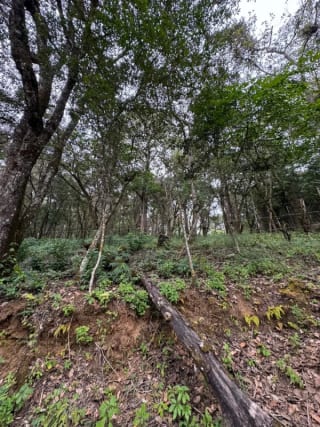 Terreno en Venta -  Tronco 10 El Encinal, zona 7 Mixco — miniatura 4 de 6