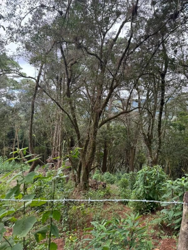 Terreno en Venta - Tronco 10 El Encinal, zona 7 Mixco — foto 3 de 6